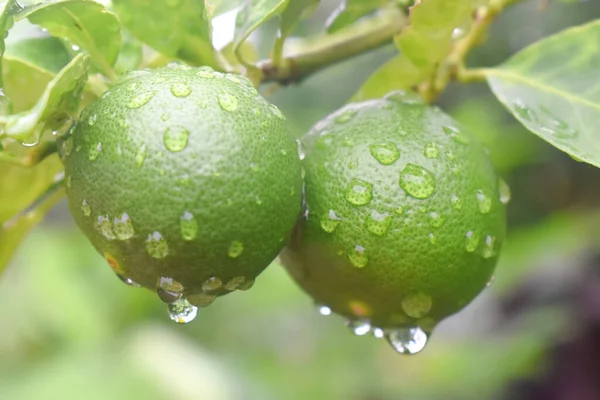 Fruta Limão Verde Com Gota Água Pendurada Árvore Galhos — Fotografia de Stock