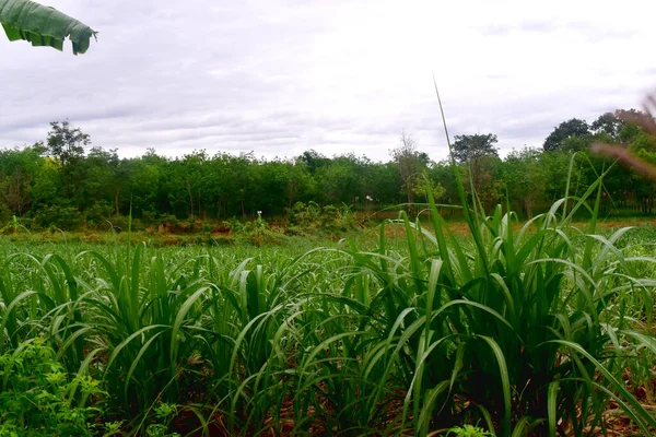 Uprawa Trzciny Cukrowej Polu Północno Wschodniej Tajlandii — Zdjęcie stockowe