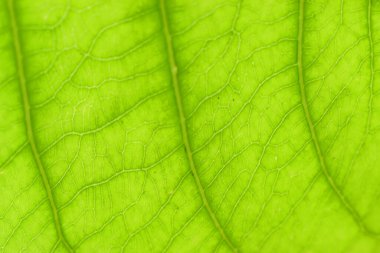 Yeşil yaprak, doğa arka planı. Soyut Doku.