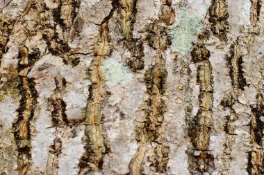 Kahverengi ağaç kabuğu renginde, doğa arka planında. Soyut Doku.