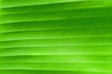 Yeşil muz yaprağını kapat, doğa arka planı. Soyut Doku.