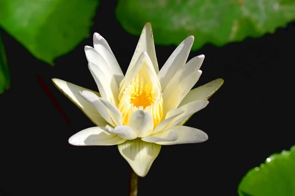 Hermosa Flor Loto Blanco Sobre Licencia Verde Fondo Oscuro — Foto de Stock