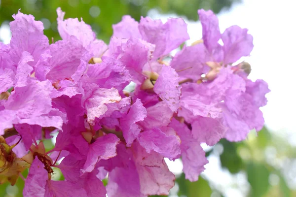 Lavender color of wildflower with green blurred. Purple flowers in coutryside of Thailand