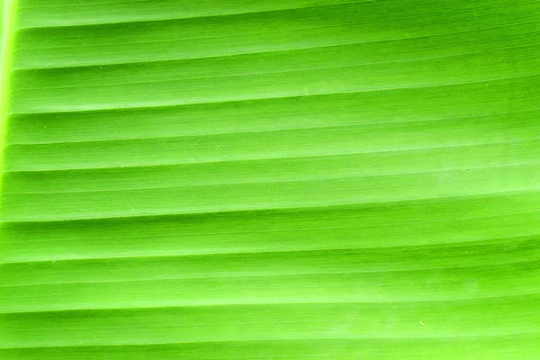 Close Green Banana Leaf Nature Background Abstract Texture — Stock Photo, Image