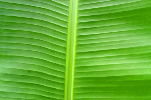 Gros Plan Feuille Banane Verte Nature Arrière Plan Texture Abstraite — Photo