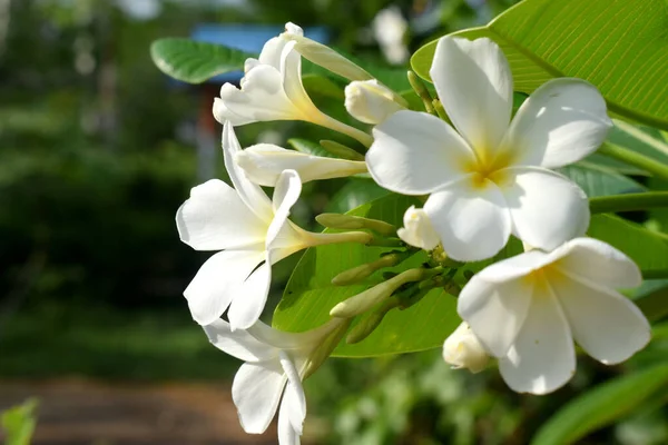 Mooie Witte Gele Bloemen Natuur Wazig Achtergrond Plumeria Frangipani — Stockfoto