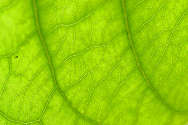 Close Green Leaf Nature Background Abstract Texture — Stock Photo, Image