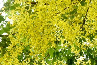 Altın duşun güzel sarı çiçekleri Ağaç çiçekleri, Cassia fistülü, Tayland çiçeği ulusal