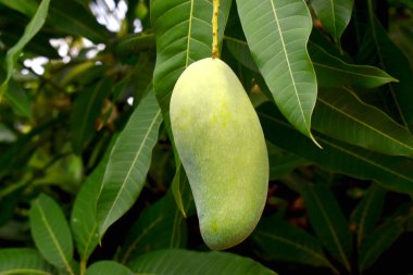 Yeşil yapraklı yeşil bir mango.