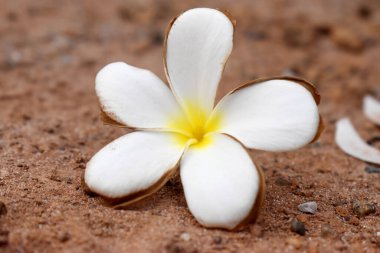 Yerdeki güzel Plumeria çiçeği. Beyaz Frangipani çiçeği sarısı