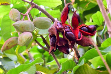 Kestane ağacından sarkan yapraklar üzerinde Tayland kestanesi veya Çin kestanesi (Sterculia monosperma)
