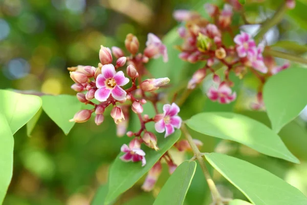 Vaaleanpunainen Tähti Hedelmäkukka Tai Carambola Kukka Averrhoa Carambola Jossa Vihreät — kuvapankkivalokuva