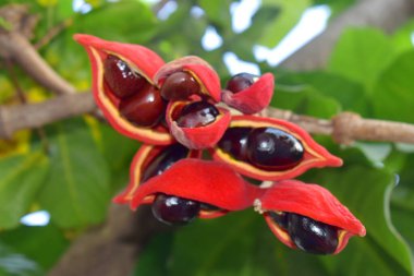Tay kestanesi meyvesi veya Çin kestanesi (Sterculia monosperma) kestane ağacından sarkan