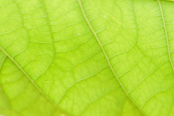 Close Green Leaf Abstract Texture Background — Stock Photo, Image