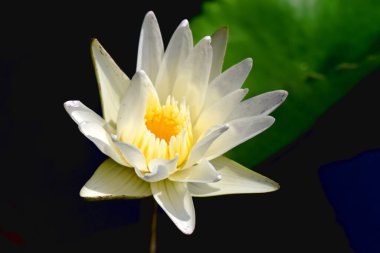 Beyaz nilüfer çiçeğinin ya da nilüferlerin büyüleyici çiçekleri.