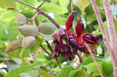 Tay kestanesi meyvesi ya da kestane ağacından sarkan dallarda Çin kestanesi