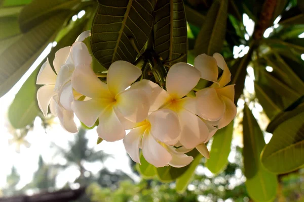 背景がぼやけた木から黄色い白い花を咲かせます フランジパニの花 — ストック写真