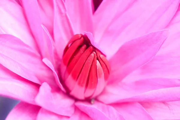 Nahaufnahme Einer Roten Lotusblüte Mit Pollen Und Blütenblättern Rote Seerose — Stockfoto