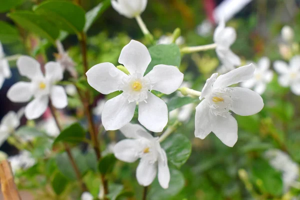 Krásné Bílé Květy Rozmazané Pozadí — Stock fotografie