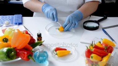 Tatlı biber yemek laboratuvarında incelenmesi
