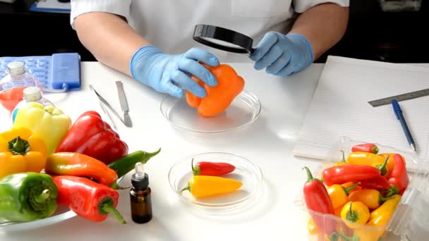 Preliminary inspection of orange bell pepper in food lab — Stock Video