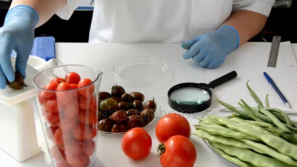 Voorafgaand onderzoek van black cherry tomaat in food lab — Stockvideo