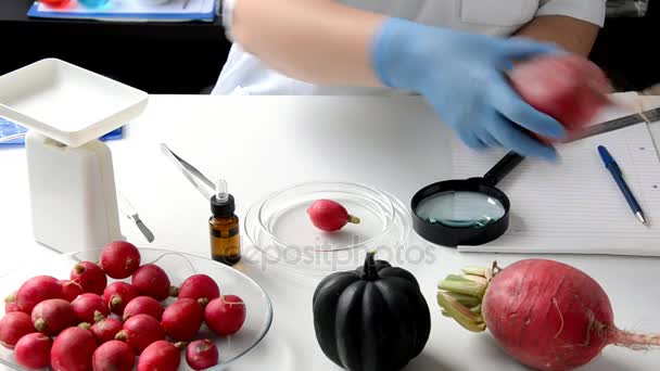 Ispezione iniziale del ravanello rosso nel laboratorio alimentare — Video Stock