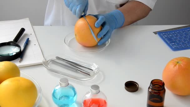 Свежесобранный грейпфрут режут в сельскохозяйственной лаборатории — стоковое видео