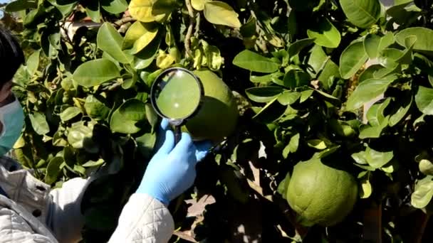 Botaniker überprüft Pomelo-Früchte am Baum — Stockvideo
