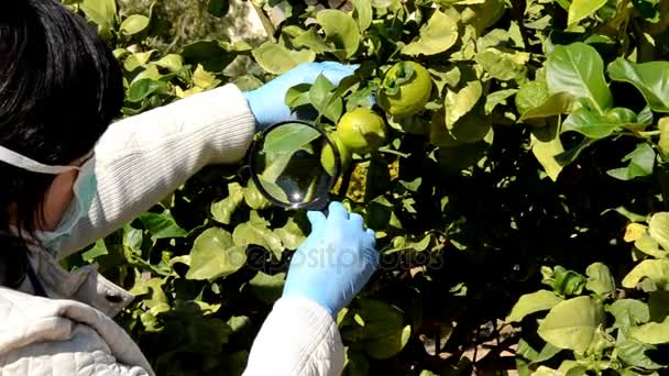 Vrouwelijke botanicus controleert citroenen groeien op de boom — Stockvideo