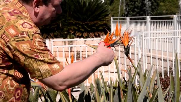 Мужчина в рубашке алоха посыпает удобрениями цветы райской птицы — стоковое видео