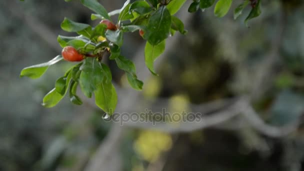 Ovary on pomegranate tree — Stock Video