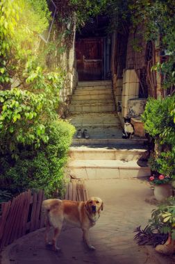 Kedi ve köpek ile dar sakin avluya