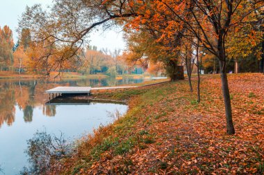 Renkli sonbahar parkı. Sonbahar parkında yaprakları sarı olan sonbahar ağaçları. Belgorod. Rusya.
