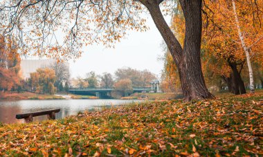 Renkli sonbahar parkı. Sonbahar parkında yaprakları sarı olan sonbahar ağaçları. Belgorod. Rusya.