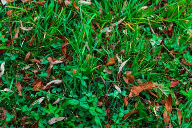 Renkli sonbahar parkı. Sonbahar parkında yaprakları sarı olan sonbahar ağaçları. Belgorod. Rusya.