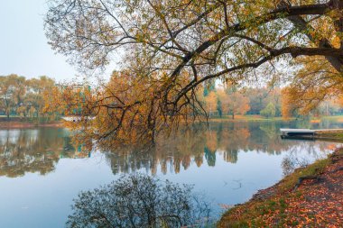 Renkli sonbahar parkı. Sonbahar parkında yaprakları sarı olan sonbahar ağaçları. Belgorod. Rusya.