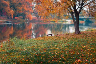 Renkli sonbahar parkı. Sonbahar parkında yaprakları sarı olan sonbahar ağaçları. Belgorod. Rusya.