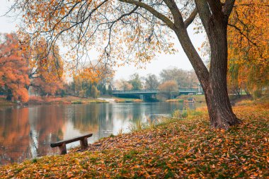 Renkli sonbahar parkı. Sonbahar parkında yaprakları sarı olan sonbahar ağaçları. Belgorod. Rusya.