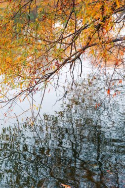 Renkli sonbahar parkı. Sonbahar parkında yaprakları sarı olan sonbahar ağaçları. Belgorod. Rusya.