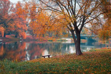 Renkli sonbahar parkı. Sonbahar parkında yaprakları sarı olan sonbahar ağaçları. Belgorod. Rusya.
