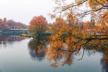 Renkli sonbahar parkı. Sonbahar parkında yaprakları sarı olan sonbahar ağaçları. Belgorod. Rusya.