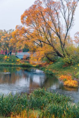 Renkli sonbahar parkı. Sonbahar parkında yaprakları sarı olan sonbahar ağaçları. Belgorod. Rusya.