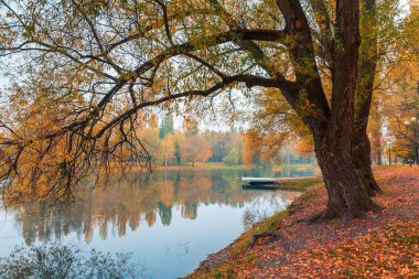 Renkli sonbahar parkı. Sonbahar parkında yaprakları sarı olan sonbahar ağaçları. Belgorod. Rusya.