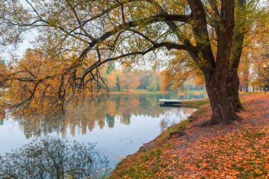 Renkli sonbahar parkı. Sonbahar parkında yaprakları sarı olan sonbahar ağaçları. Belgorod. Rusya.