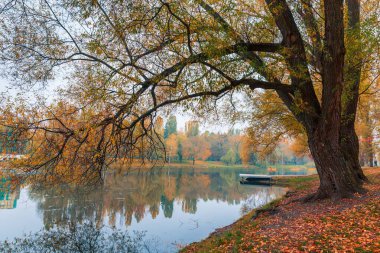 Renkli sonbahar parkı. Sonbahar parkında yaprakları sarı olan sonbahar ağaçları. Belgorod. Rusya.