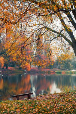 Renkli sonbahar parkı. Sonbahar parkında yaprakları sarı olan sonbahar ağaçları. Belgorod. Rusya.