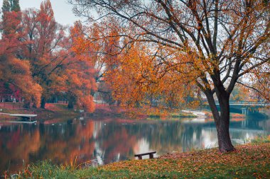 Renkli sonbahar parkı. Sonbahar parkında yaprakları sarı olan sonbahar ağaçları. Belgorod. Rusya.