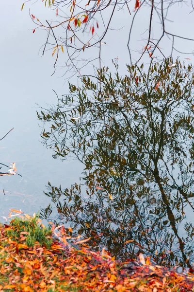 Färgglad höstpark. Höstträd med gula blad i höstparken. Det är Belgorod. Ryssland. — Stockfoto