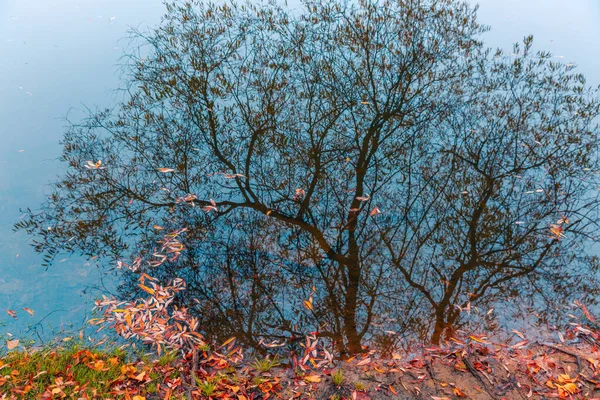 Färgglad höstpark. Höstträd med gula blad i höstparken. Det är Belgorod. Ryssland. — Stockfoto